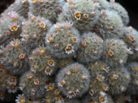 Mammillaria carmenae